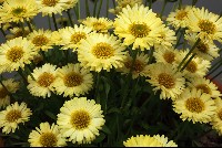 Erigeron hybrid 'Canary Bird'